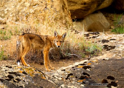 Coyote