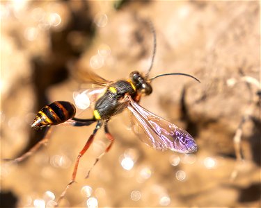 Asian Mud-dauber Wasp