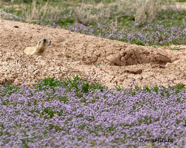 White-tailed Prairie Dog