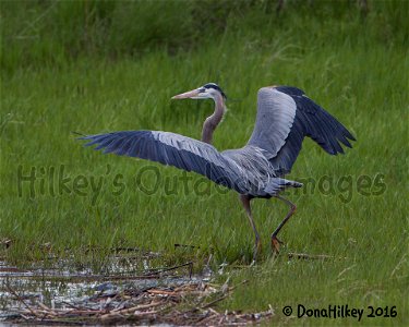 Great Blue Heron