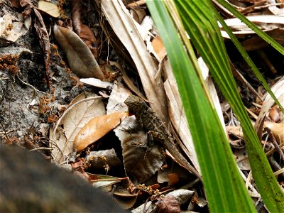Brown anole