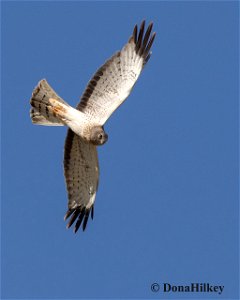 Northern Harrier photo
