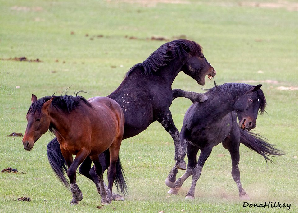 pasture-fight-8may2021