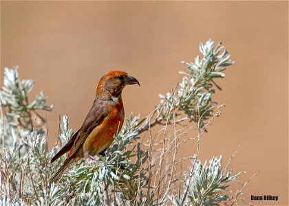 Red Crossbill photo