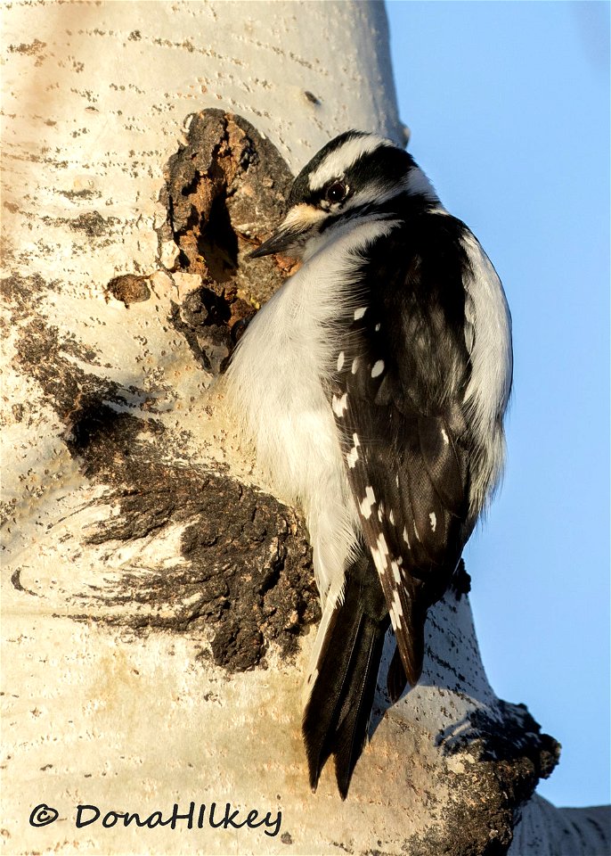Downy Woodpecker