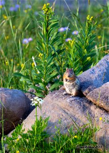 Golden Mantled Squirrel