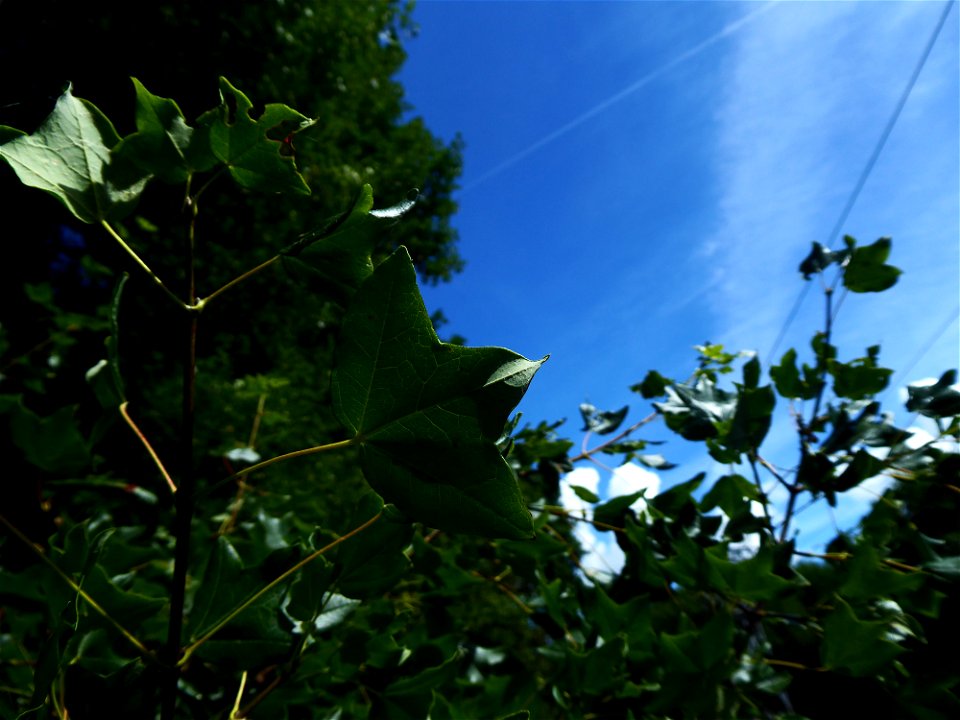 Acer monspessulanum L., 1753