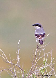 Loggerhead-Shrike-1may2020-RBLake