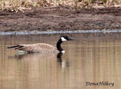 This goose was the only one on this pond. It is much smaller than most. Not much bigger than a mallard. Marvine Creek April 8, 2017 photo