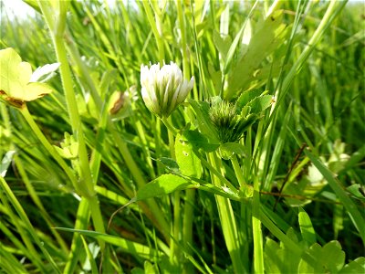 Trifolium michelianum Savi, 1798