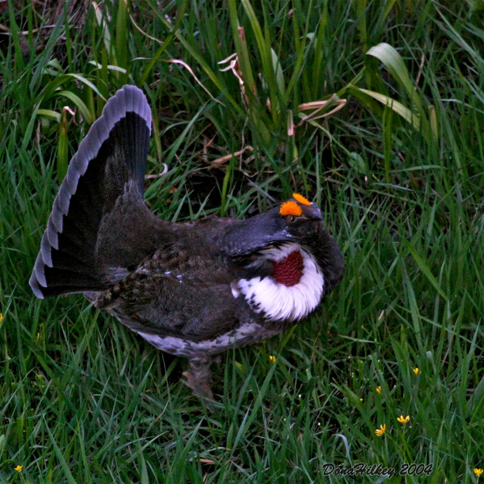 Dusky Grouse