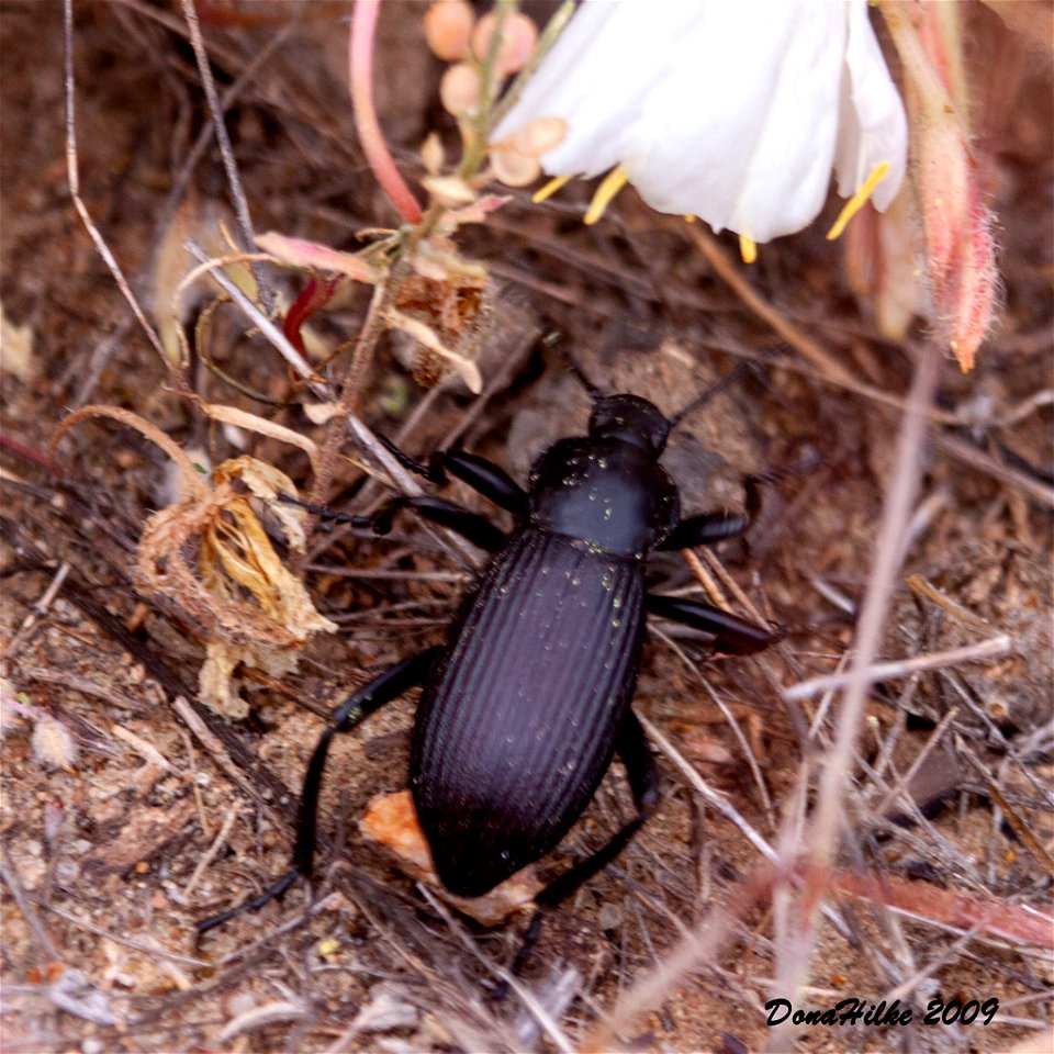 Desert Stink Beetles