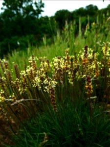 Plantago capitellata Ramond ex DC., 1805