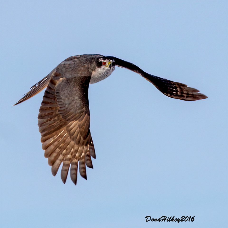 Northern Goshawk