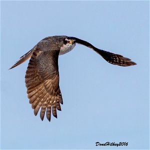 Northern Goshawk