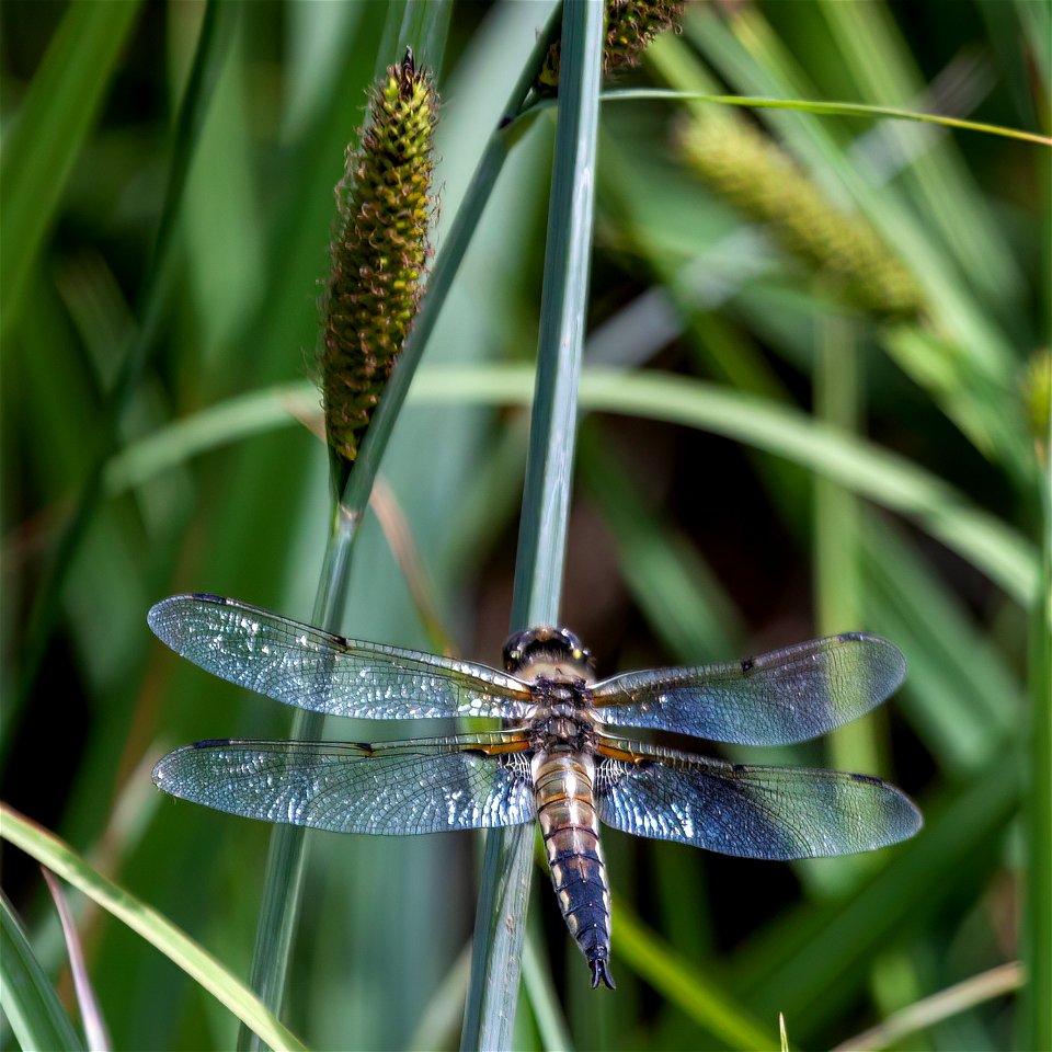 Four-spotted Skimmer