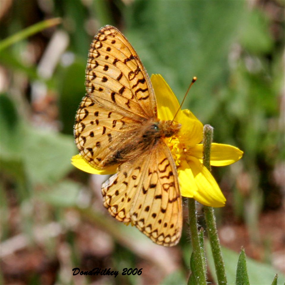Mormon Fritillary