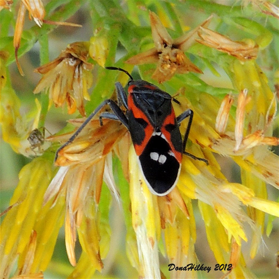 Small Milkweed Bug