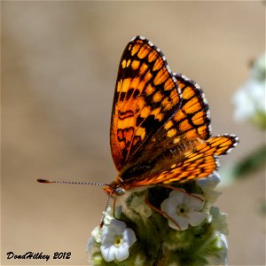 Sagebrush Checkerspot