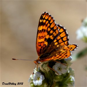 Sagebrush Checkerspot photo