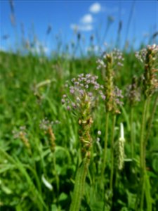 Plantago coronopus L., 1753