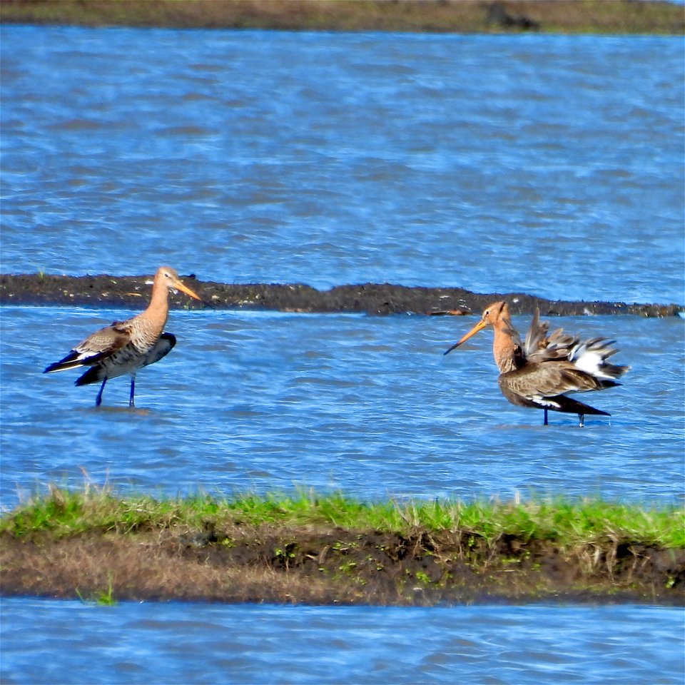 Vechtende grutto's