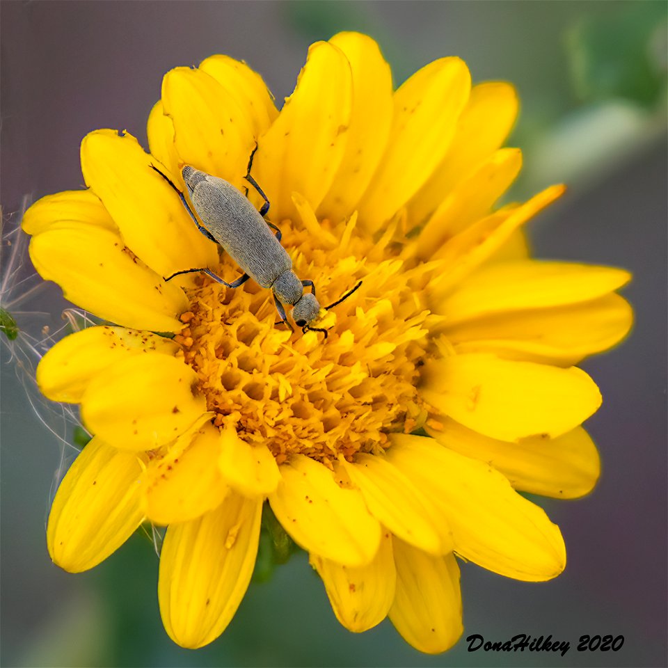 Epicauta sp. Blister Beeter