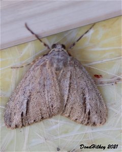 Geometer Family 7june2012 Kates