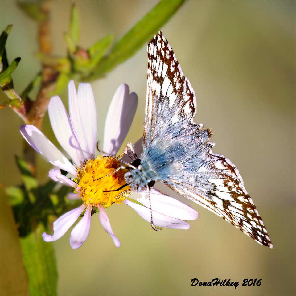 Common Checkered-Skipper