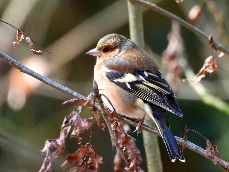 Vink