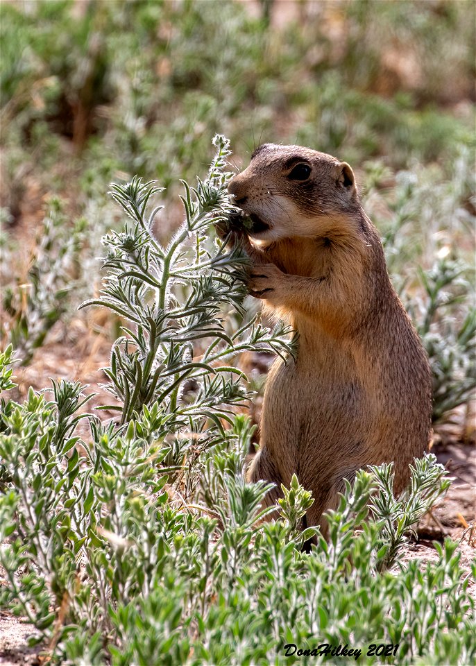 White-tailed Prairie Dog