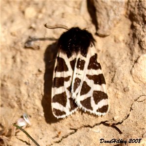 Nevada Tiger Moth (Apantesis nevadensis)
