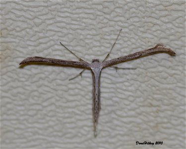 Morning-glory Plume Moth photo