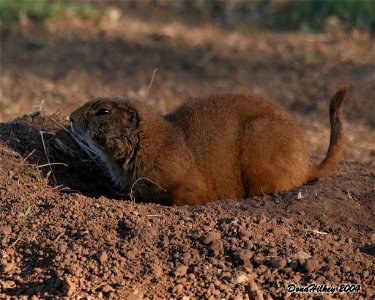Black-tailed Prairie Dog