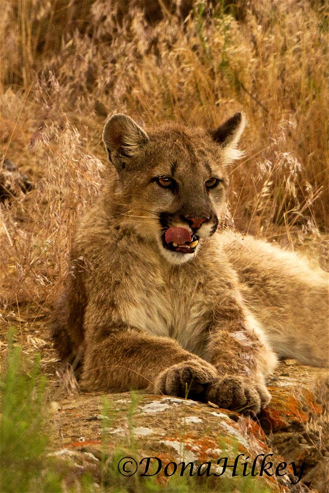 Mountain Lion