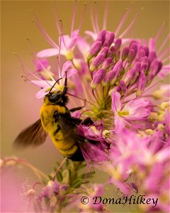 Morrison's Bumble Bee photo