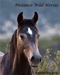 Piceance Wild Horses