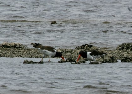 American Oystercatcher