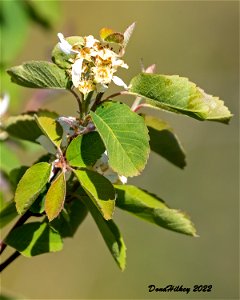 Western Serviceberry