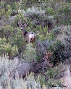 Mule Deer buck in velvet