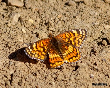 Sagebrush Checkerspot