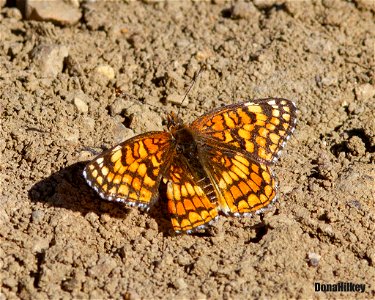 Sagebrush Checkerspot photo