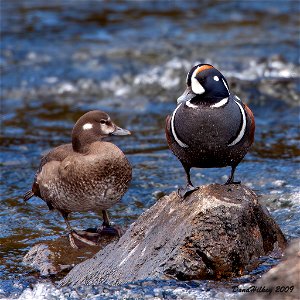 Harlequin Duck
