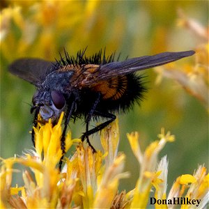 Spiny Tachina Fly