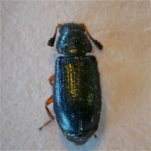 Redlegged Ham Beetle