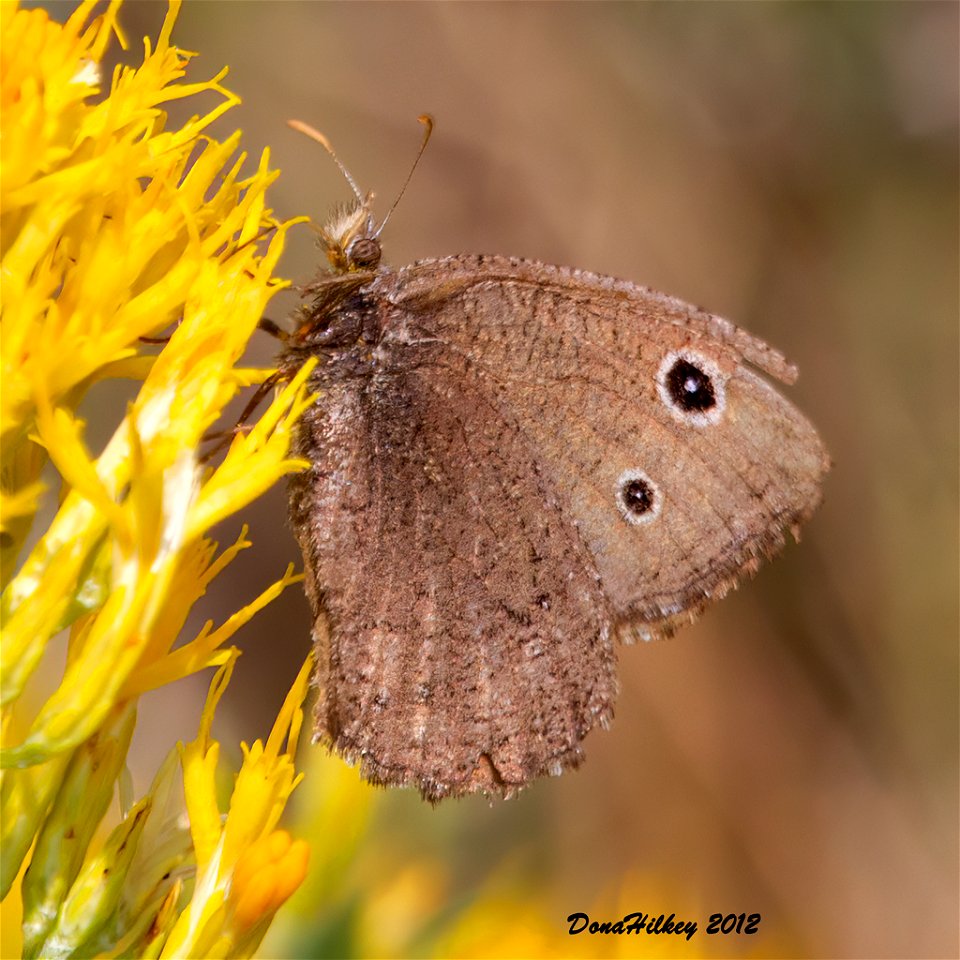 Small Wood-Nymph