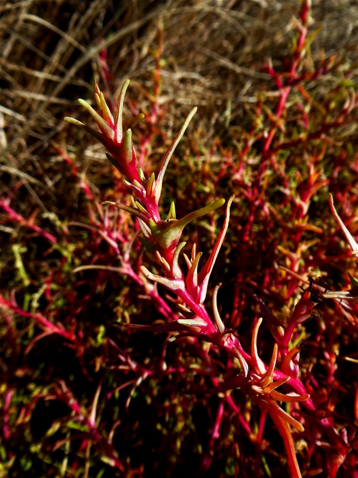 Soda inermis (Moench) Fourr., 1869