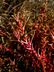 Soda inermis (Moench) Fourr., 1869