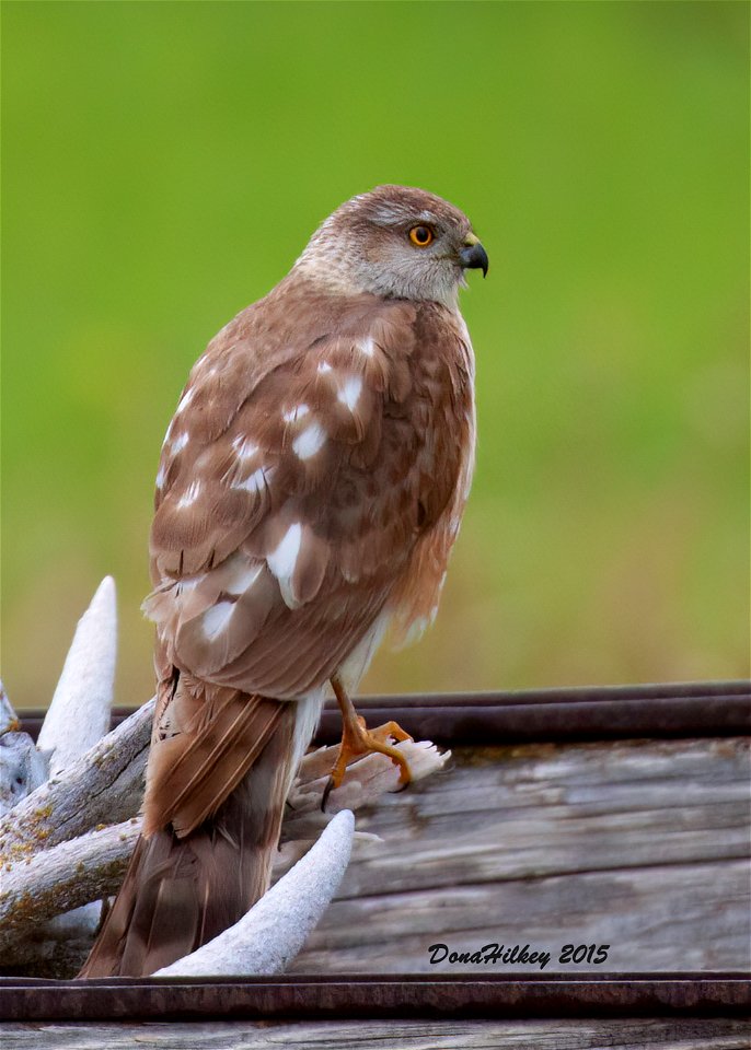 Sharp-shinned Hawk
