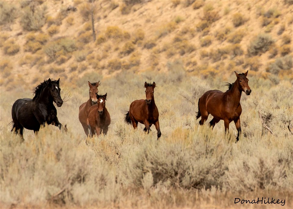 web-blk-stud-4bays-sept2019
